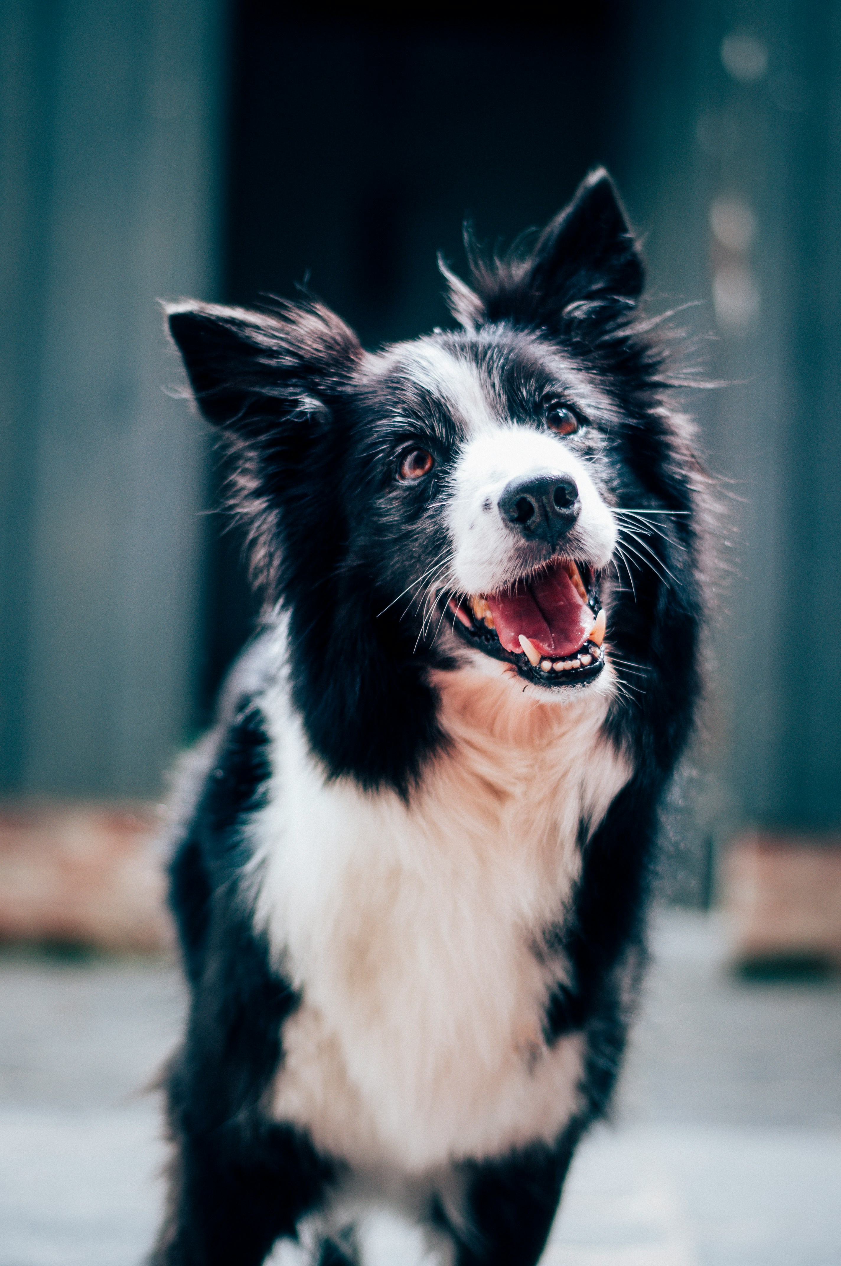 Happy border collie — just like Dr Megan's beloved pets