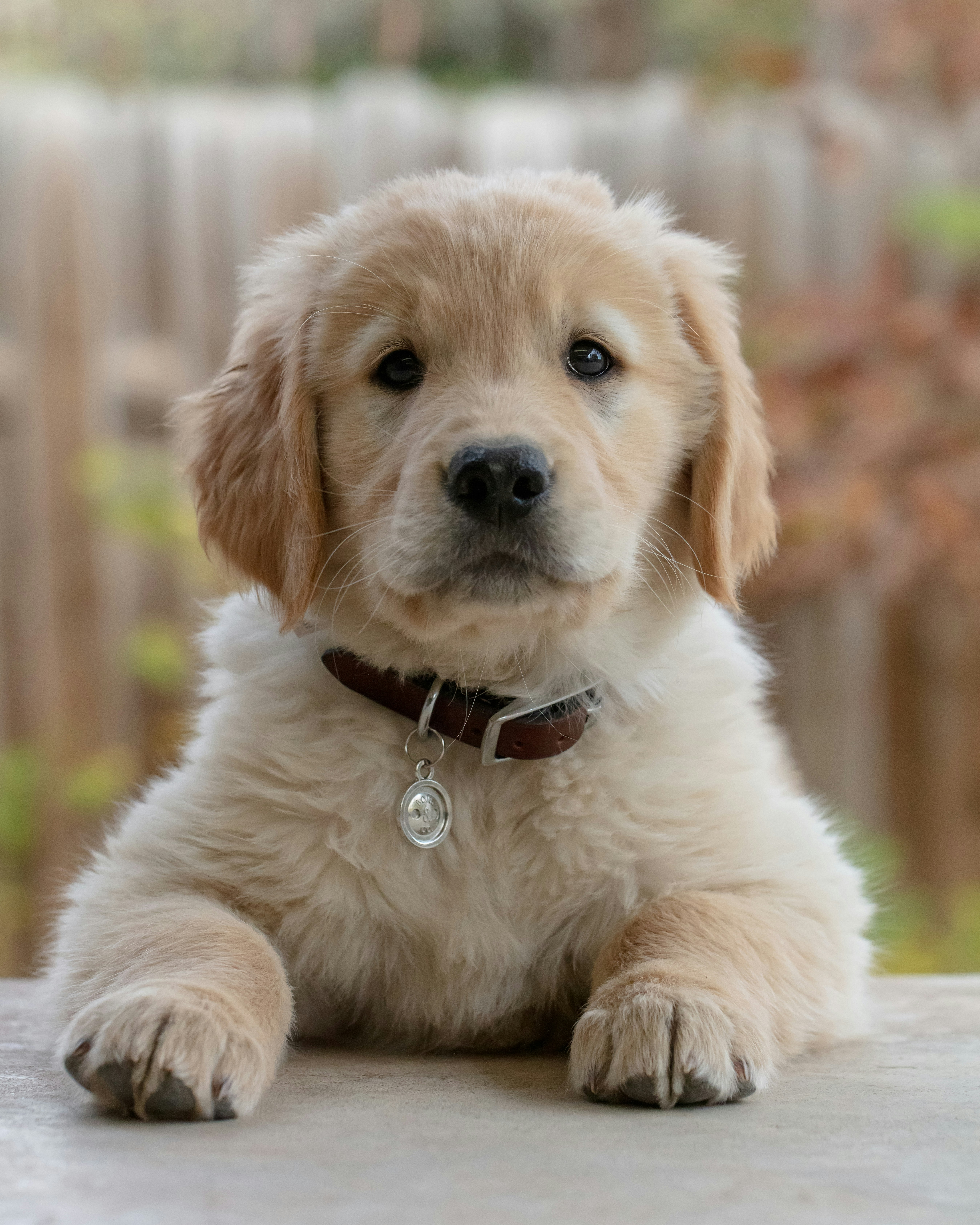 Golden retriever puppy — the kind of fresh results Amanda delivers