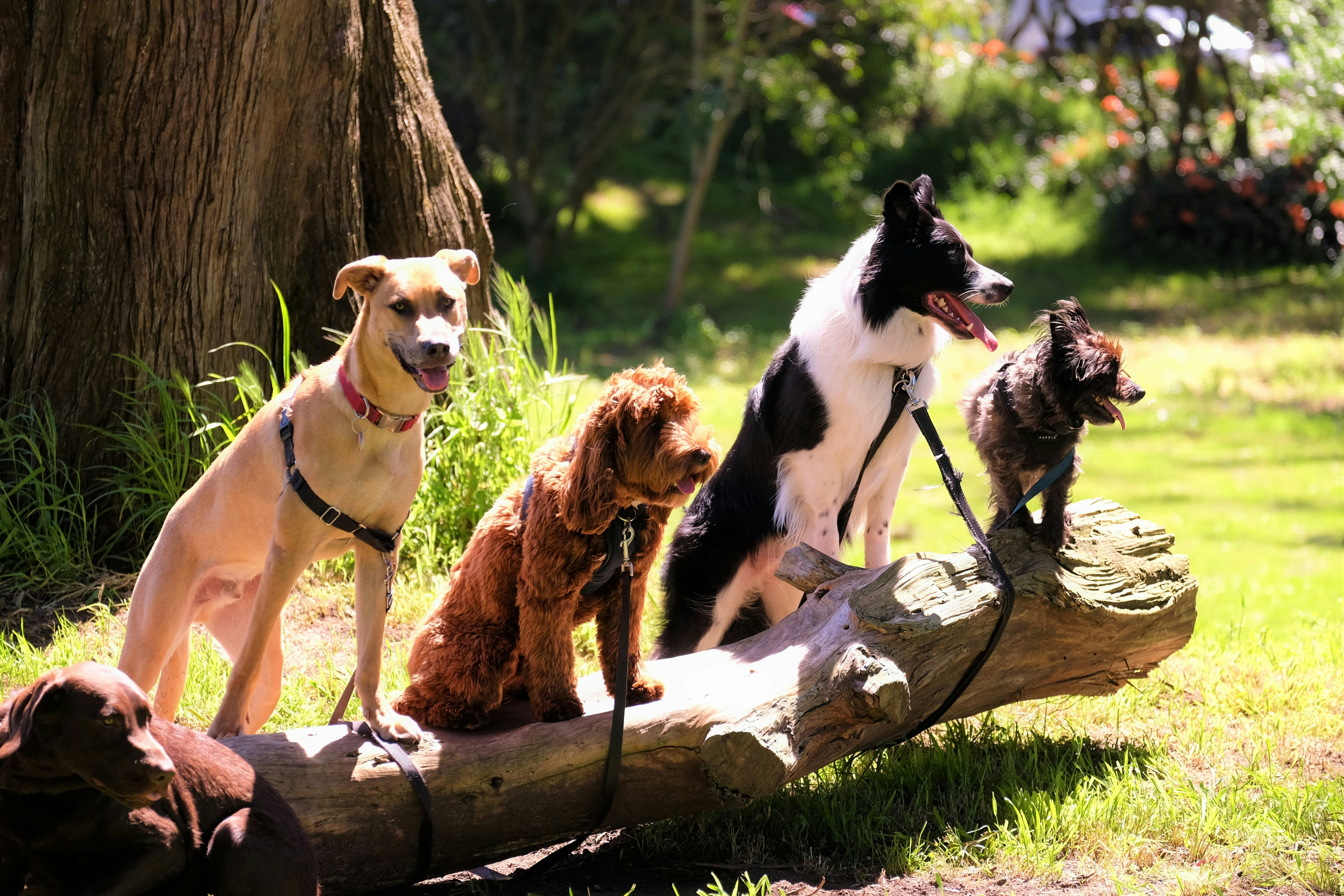 Happy dogs in the park — the patients we love at GPVet West End