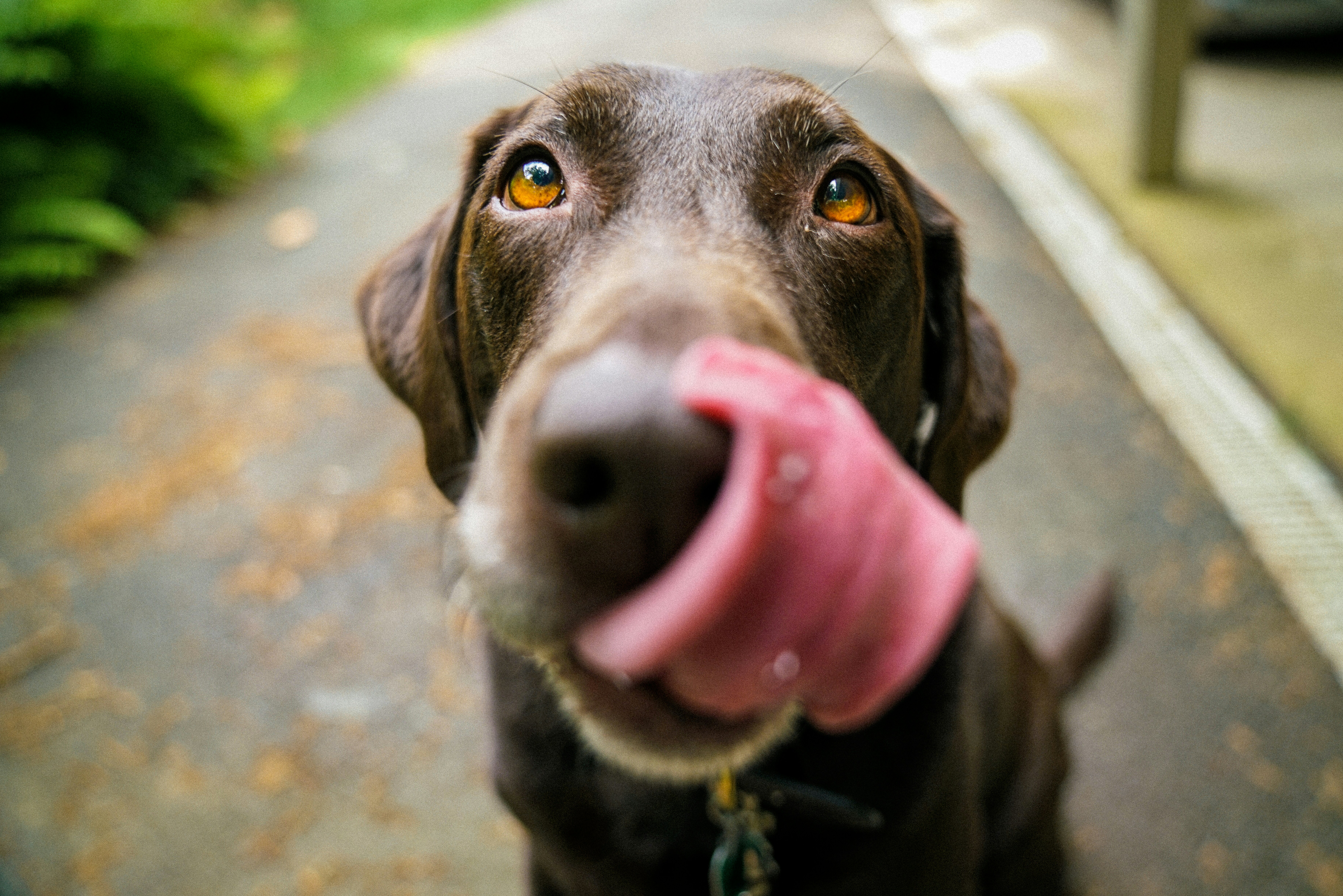 Excited chocolate Labrador — the enthusiasm our patients bring every visit