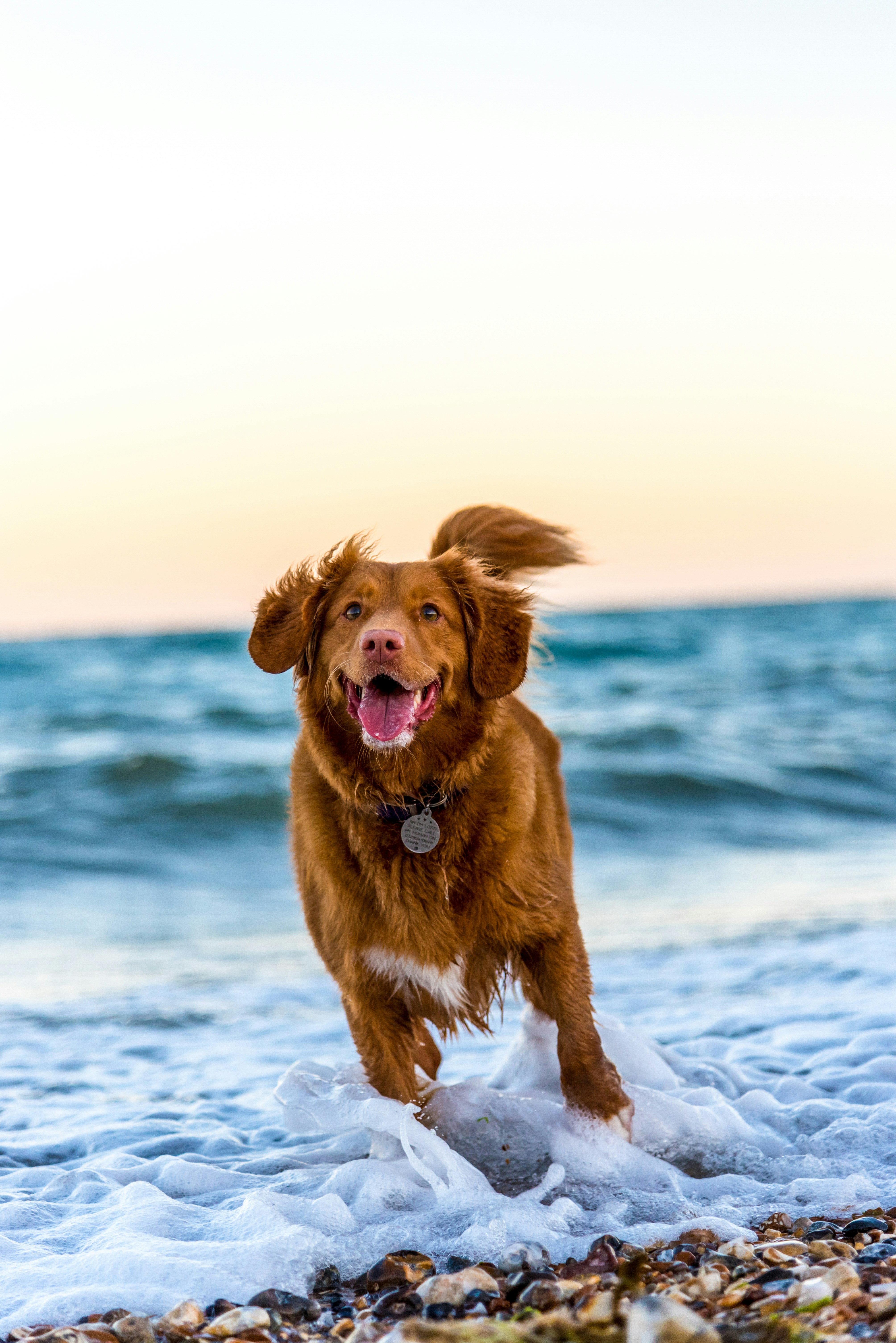 Happy golden retriever running free — the joy of a well-cared-for pet