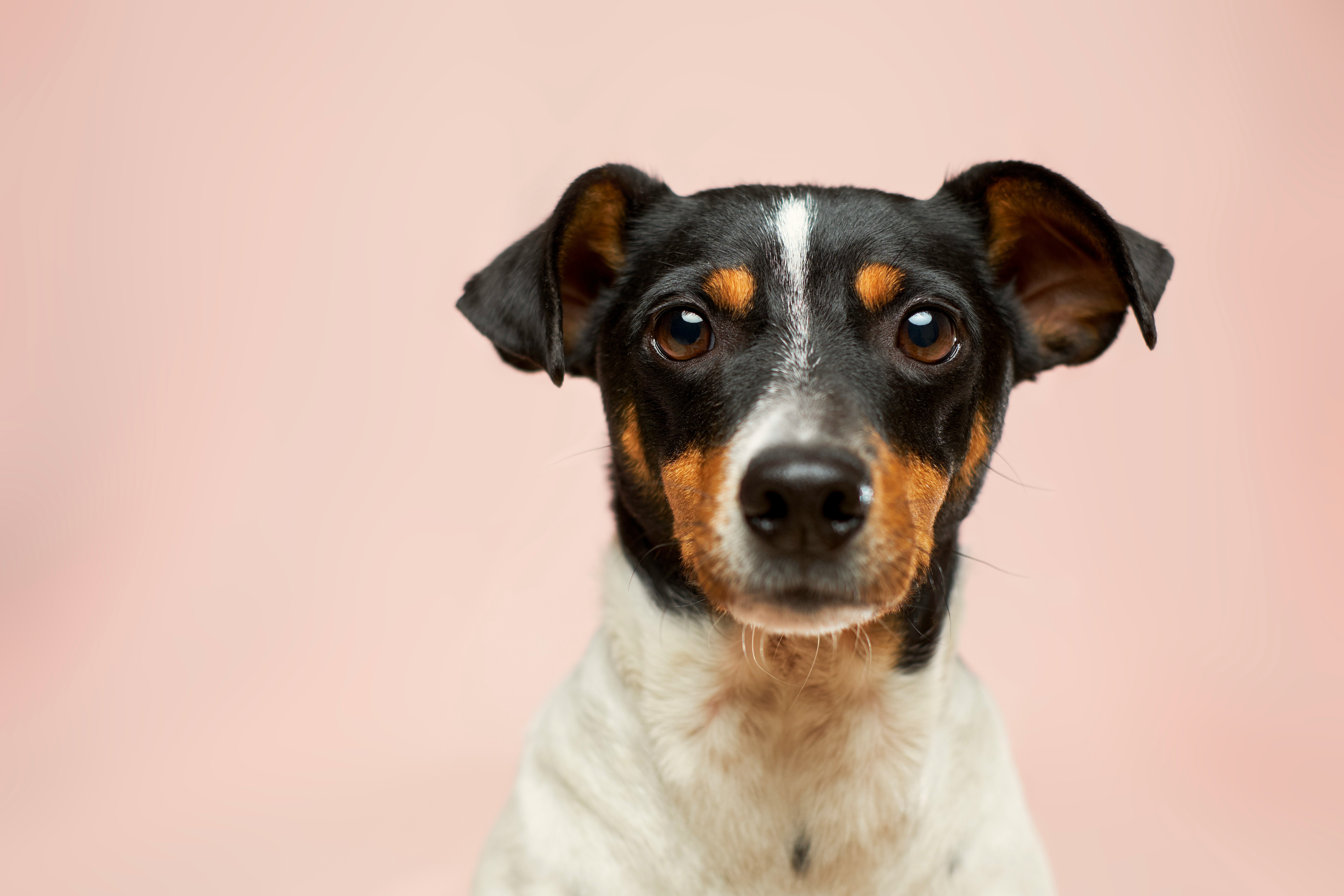 Attentive Jack Russell — the kind of care Dr Brian gives every patient
